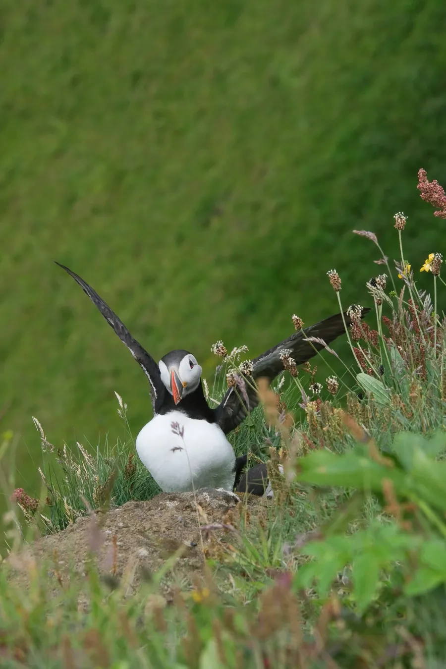 Puffin at Dyrhólaey Nature Reserve on Iceland's South Coast
